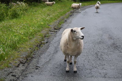 Some wandering sheep just outside of trondheim, norway.