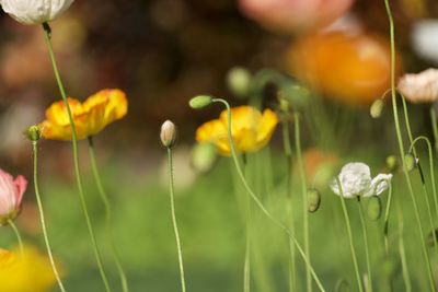 Close-up of yellow flowering plants on field