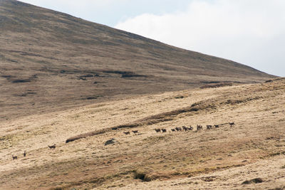 Scenic view of a group of deer traversing a dry grassy mountainside landscape in late spring