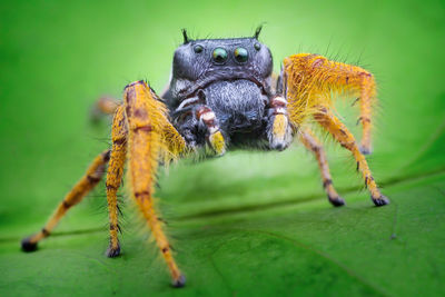 Close-up of insect on leaf