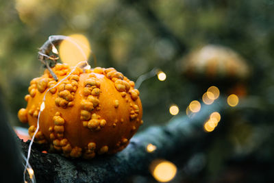 Close-up of pumpkin on illuminated tree during halloween