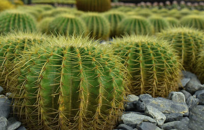 Close-up of succulent plants on field