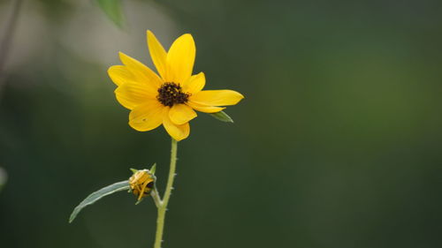 Close-up of yellow cosmos blooming outdoors