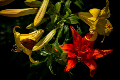 Close-up of day lily
