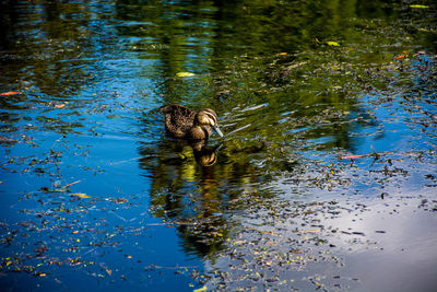 High angle view of duck swimming in lake