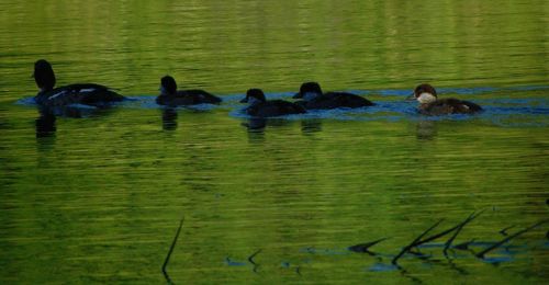 Ducks swimming in lake