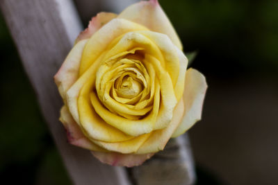 Close-up of rose flower