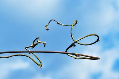 Low angle view of plant against sky