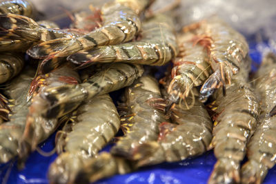 Shrimps at market for sale