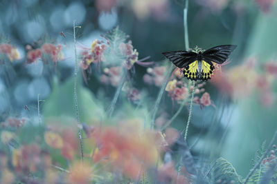 Close-up of butterfly pollinating on flower