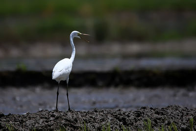 Wild egret foraging