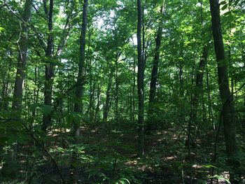 Trees growing in forest