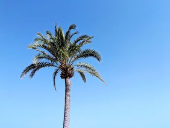 Low angle view of palm tree against clear blue sky