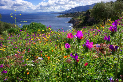 Purple flowering plants by sea against sky