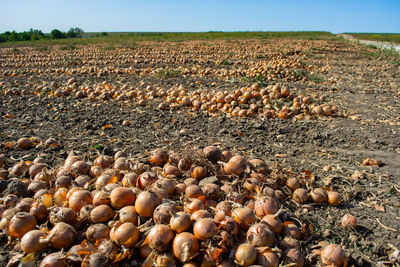 High angle view of pebbles on field