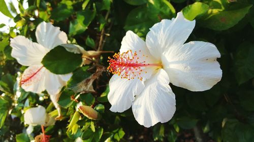 Close-up of white flowers blooming outdoors