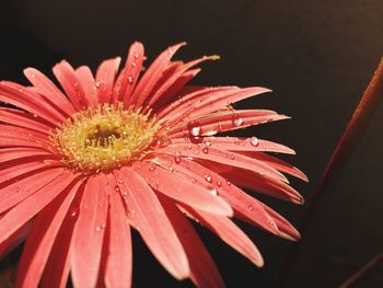 Close-up of wet red daisy flower against black background