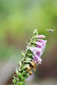 Close-up of purple flowering plant