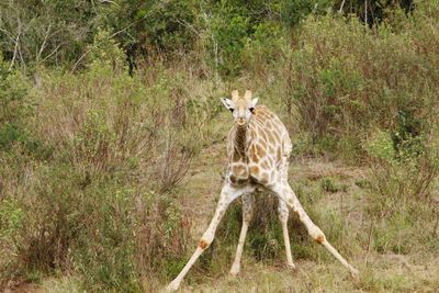 Portrait of sheep on land