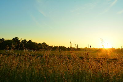 Plants growing on field against sky during sunset