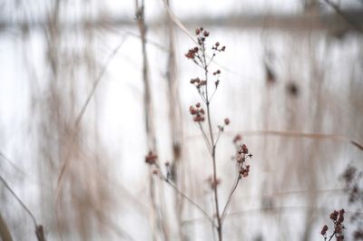 Close-up of white flowering plant