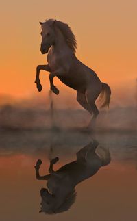 View of horse in sea during sunset