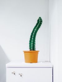 Close-up of potted plant on table