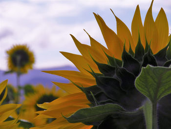 Close-up of sunflower plant against sky