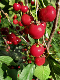 Close-up of red berries growing on tree