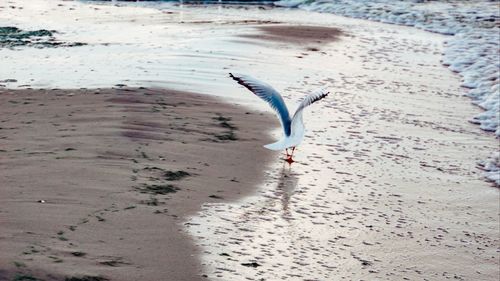 High angle view of seagull flying over beach