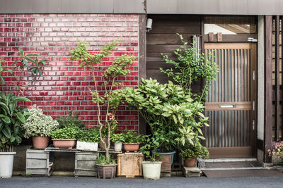 Potted plants outside house