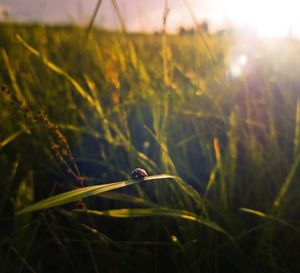 Close-up of beetle on plant during sunset