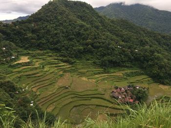 Scenic view of agricultural field