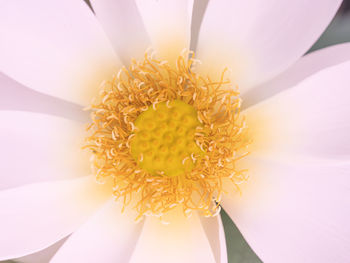 Close-up of yellow flowering plant