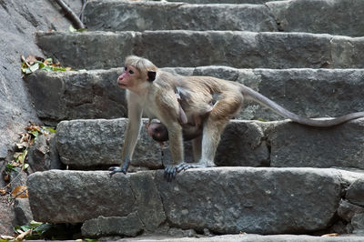 Monkey on rock against wall