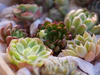 Close-up of succulent plant for sale in market