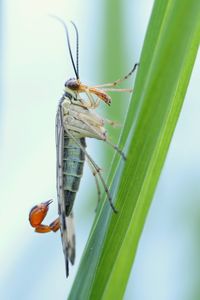 Close-up of insect