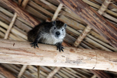 High angle view of a lizard on wood