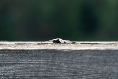 Close-up of insect on wood