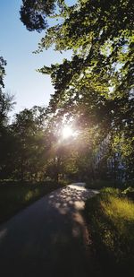 Sunlight streaming through trees in forest on sunny day