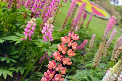 Close-up of pink flowering plants