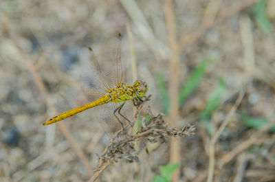 Close-up of dragonfly on plant