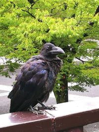 Bird perching on tree trunk