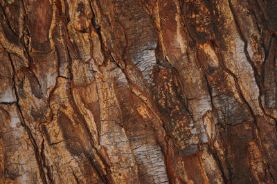 Full frame shot of tree trunk
