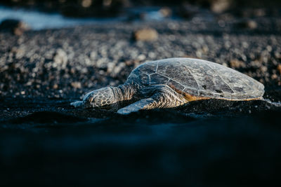 Close-up of tortoise on beach