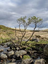 Trees growing on rock against sky