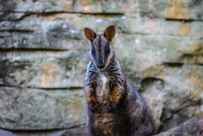 Close-up of animal looking away