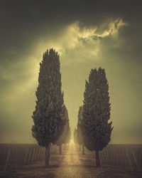 Trees on field against sky