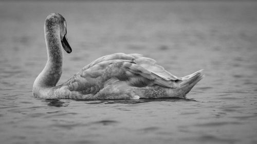 Swan swimming in lake