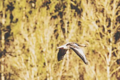 Bird flying in a forest